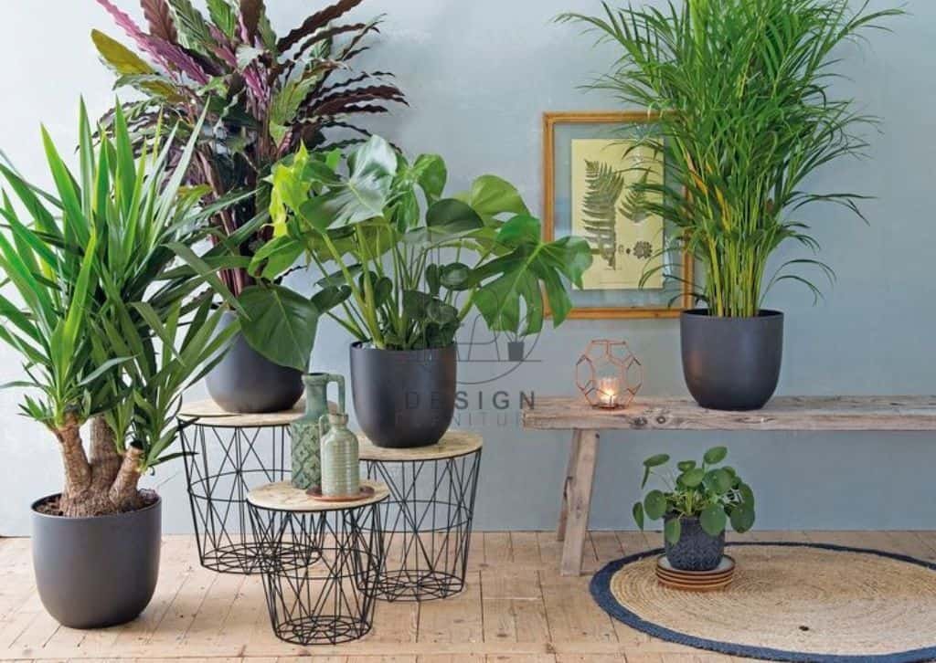 Select Some Beautiful Indoor Plants