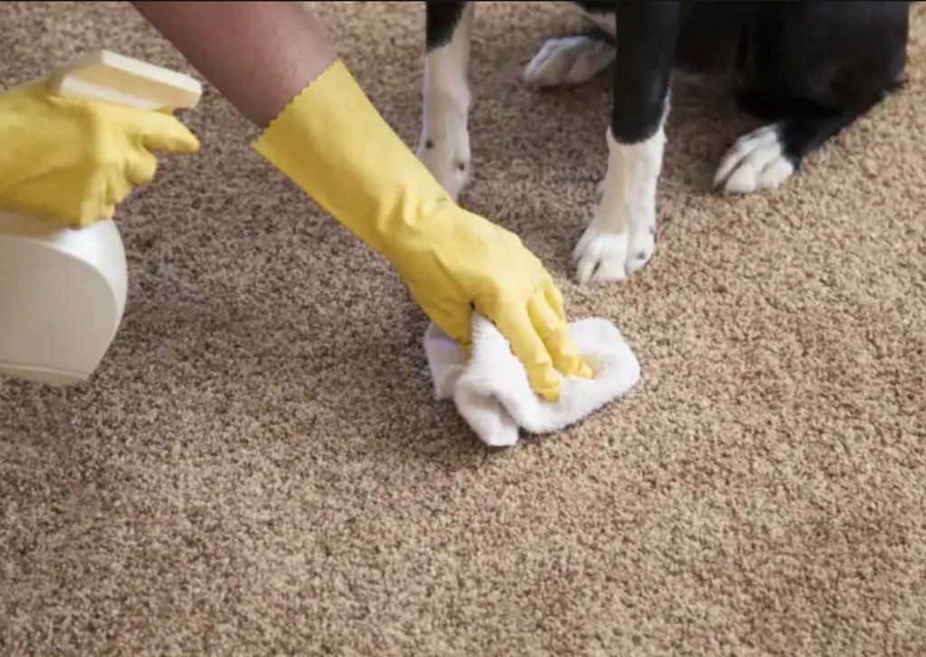 2. Dealing With Set-in Pet Waste Stains