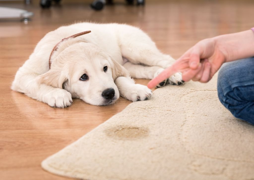 Addressing Fresh Dog Poop Staining