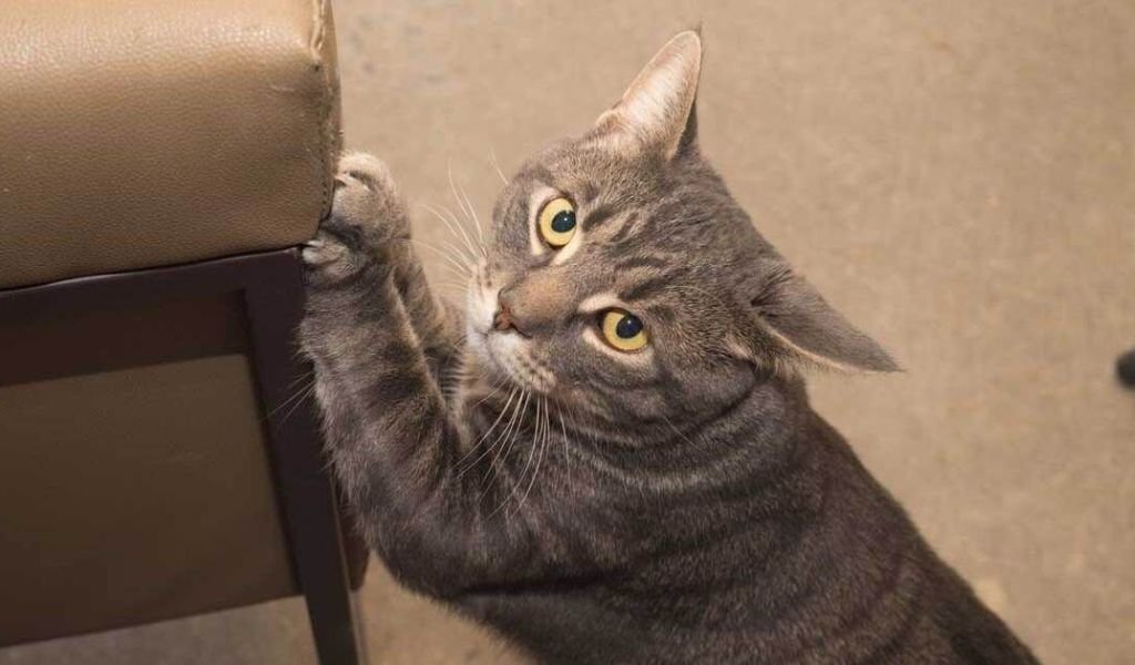 Stop cats from shop scratching leather furniture