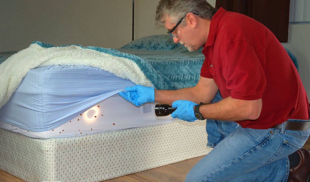 Bed Bugs In Furniture