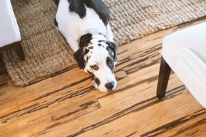 Best Flooring for Pets