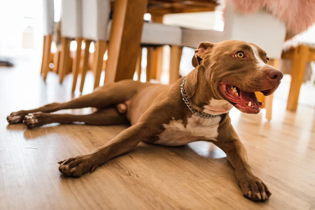 Best Flooring for Pets